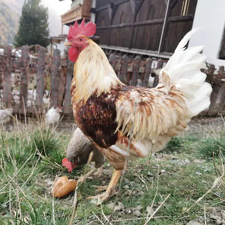 Farm stay Bergerhof Kals am Grossglockner
