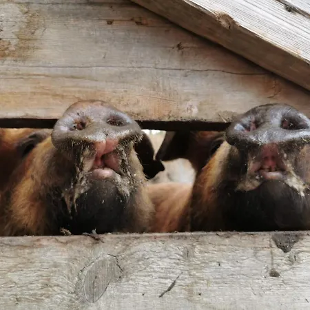 Bergerhof Alloggio per agriturismo *