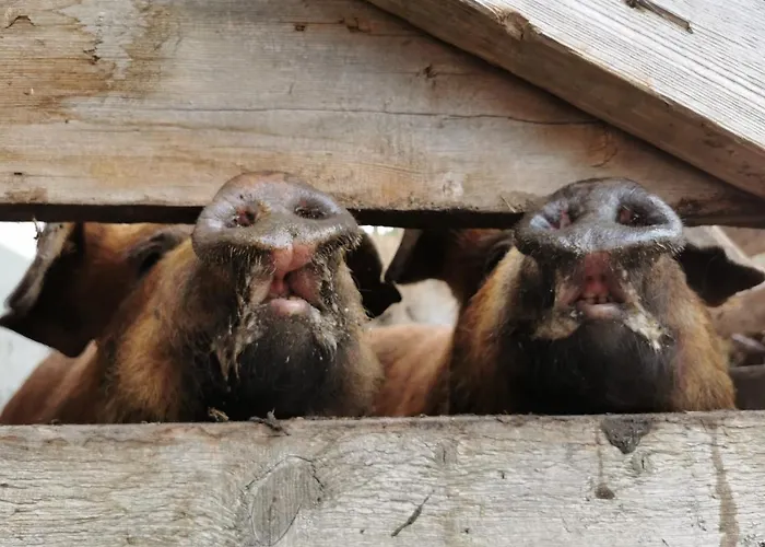 Bergerhof Séjour à la ferme *